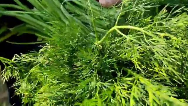 укроп оптом Узбекистан смотреть онлайн