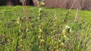 Айва Бабье лето и Золотое руно. Самарская область. 4 ма?