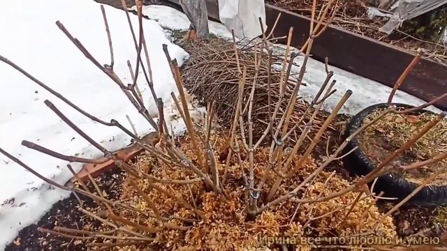 Обрезка Гортензий Весной.