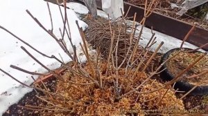 Обрезка Гортензий Весной.