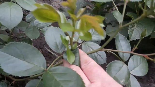 Обзор роз-первогодок из интернет-магазина Procvetok