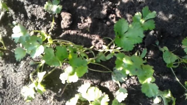 Укроп,кинза,базилик...