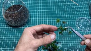 Выращиваем мох дома.