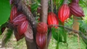 Как в домашних условиях вырастить Какао