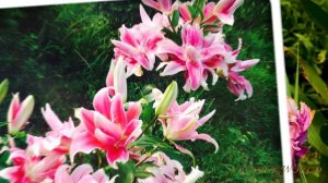 Махровые лилии - Красота в каждом лепестке, Обзор сорт?