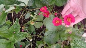 САММЕР БРИЗ (Summer Breeze) - клубника с розовыми и ароматным?