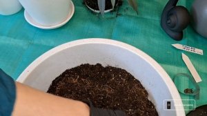 ФИКУС АЛИ! Пересаживаем, черенкуем и укореняем. Грунт ?