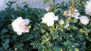 ПИОН "RASPBERRY SUNDAE" В МОЕМ САДУ!