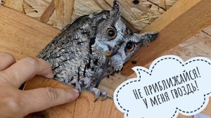 Утро сов после переезда в новые вольеры. Пёс Кубик завтракает мороженкой. Сова Ёль села под куст