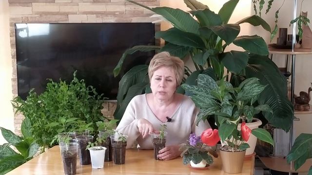 КАК ИЗБЕЖАТЬ ВЫТЯГИВАНИЯ РАССАДЫ? РОЗЫГРЫШ ПРИЗОВ! смотреть онлайн