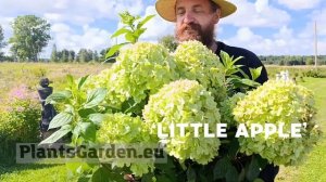 🍏 Гортензия Little Apple — компактная красота для вашего с