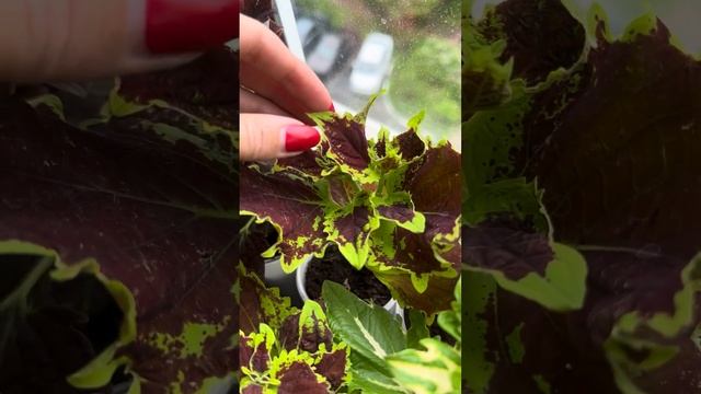 Сортовые пеларгонии 😍😍#пеларгония #цветы #сорт #flower #