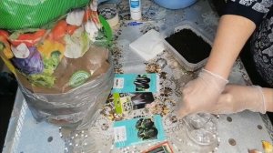 СЕЕМ БАКЛАЖАНЫ. ПОСЕВ БЕЗ ЗАМАЧЕВАНИЯ.