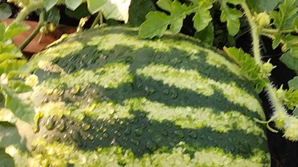 Огород смотреть онлайн