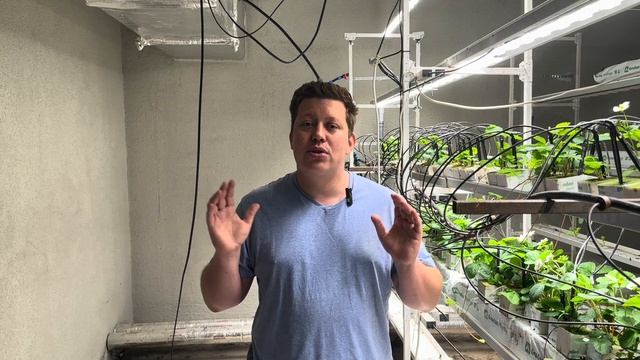 Клубника зимой в подвале. Soraya F1 ч.2