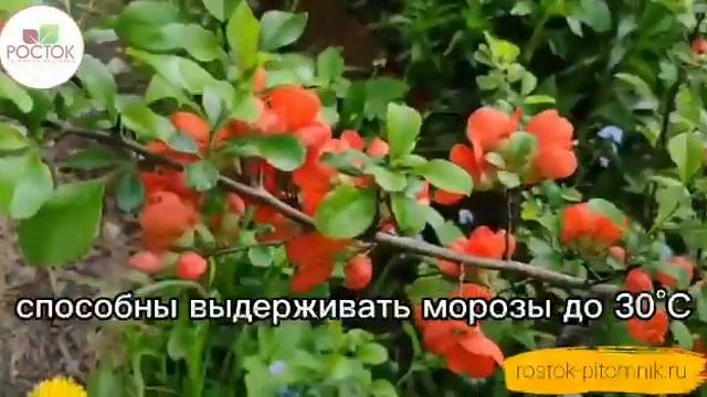 Айва японская от Питомника Росток!