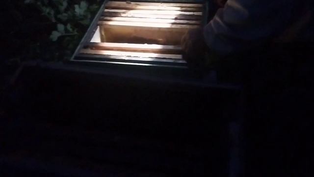ловим рой пчёл смотреть онлайн