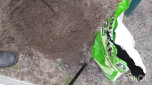 Посадка ежевики весной 👍🙂!!!