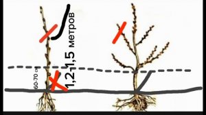 Обрезка однолетнего и двухлетнего саженца