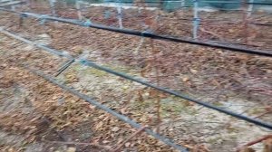 Больная тема ежевика Фридом - как резать, сколько оста?