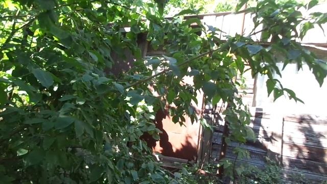 Обрезка черешни орехом на деревне Дураково.