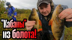 ОГРОМНЫЕ окуни на БОЛОТЕ КЛЮЮТ