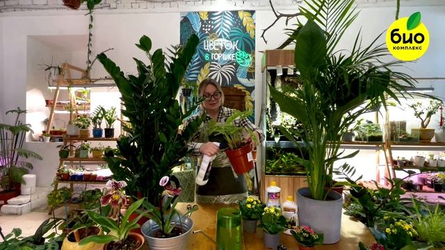 Лечение комнатных растений от паразитов и болезней-вр