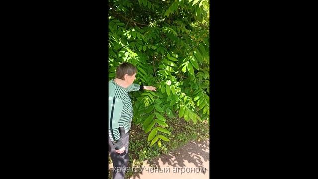 Маньчжурский орех.   Роскошное украшение участка.