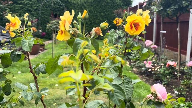 Новые розы в моем саду! 🌹 4 потрясающие плетистые крас