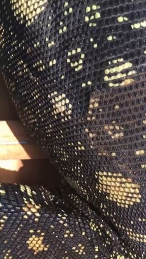 Тоже думали, что это змея? А это - варан #shorts