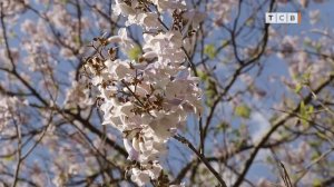 Особенности павловнии. Дерево, которое цветёт и очень