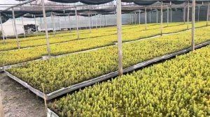 ЕЛЬ ГОЛУБАЯ СЕЯНЦЫ С ЗКС В КАССЕТАХ ДЛЯ ДОРАЩИВАНИЯ-ОБ