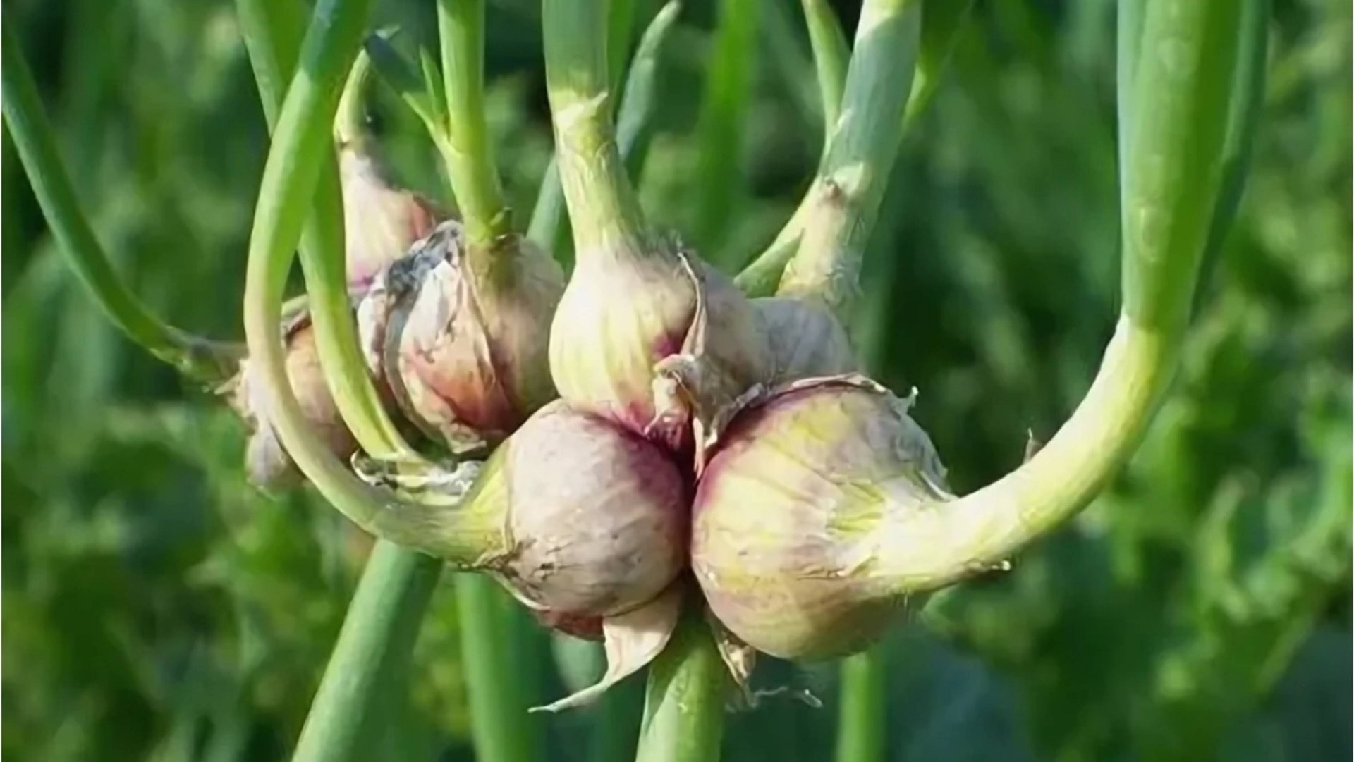 Дачная пчелка