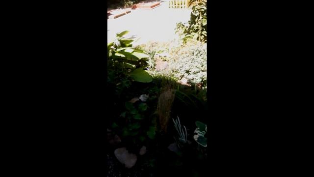 Конец июля, жара за 35 в тени, а хосты радуют... смотреть онлайн