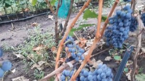 Саперави северный - технический сорт института им. Пот