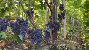 Кишмиш Ютал - продолжает приятно удивлять. Нынешний се