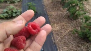 Малина 2023. ставим рекорды. сорт "Мираж" не нужно завидо?