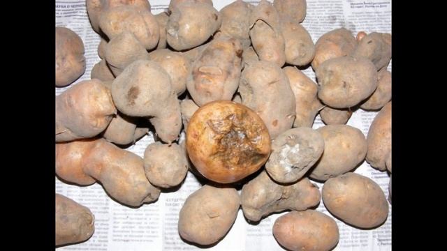 Нематода, фітофтороз, парша-боремося з поширеними хво? смотреть онлайн