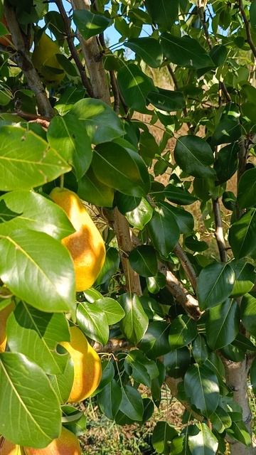 зимостойкая груша Перун