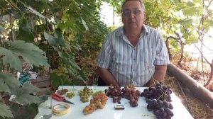 Селекционная работа новых гибридных форм винограда З?