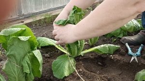 Чтобы пекинская капуста не зацвела и образовался коча