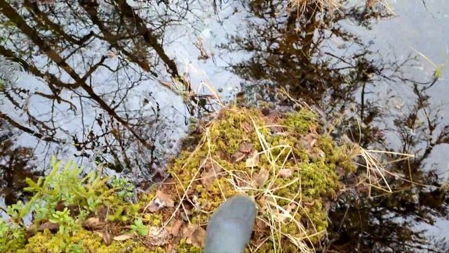 Клюква в апреле. Лодейнопольский район ЛО, 23.04.25г. смотреть онлайн