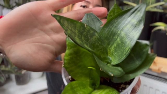 Разновидности ханни - Sansevieria Trifasciata ‘Hahnii’ #sansevieria #санс