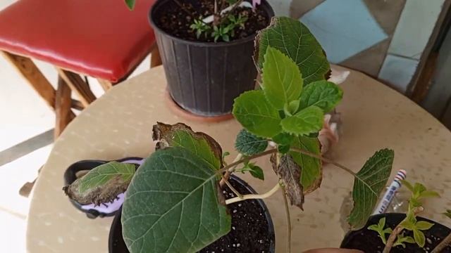 Просыпаются почки на гортензии после обрезки. Промежу смотреть онлайн