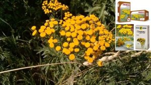 Пижма: Лечебные свойства, которые вам следует знать!