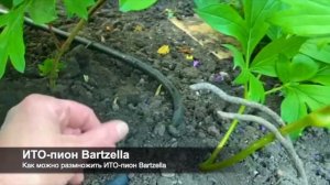 Один из способов размножения ИТО пиона Bartzella