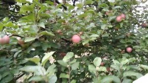 Яблоня Макинтош
