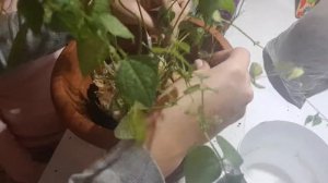 ДЗ:🔆🍀 ВЫРАСТИТЬ ФАСОЛЬ ДОМА✅