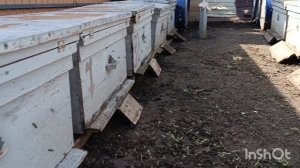 ПЧЁЛЫ, ВЫБОР КАРНИКА ИЛИ КАРПАТКА ИЛИ ВСЁ ЖЕ МЕСТНАЯ, Е