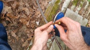 Абрикос в Ленобласти, реальный опыт !